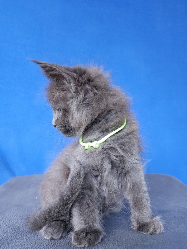 Gatos Akbars - Kitten maine-coon 1 month