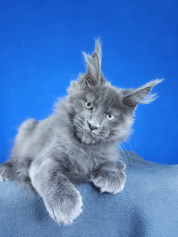 Gatos Akbars - Kitten maine-coon 2 months 3 weeks