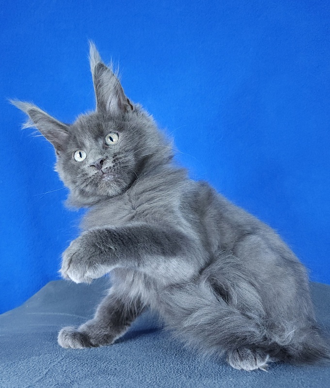 Gatos Akbars - Kitten maine-coon 2 months 3 weeks