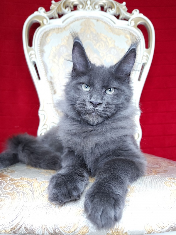Gatos Akbars - Kitten maine-coon 3 months 2 weeks