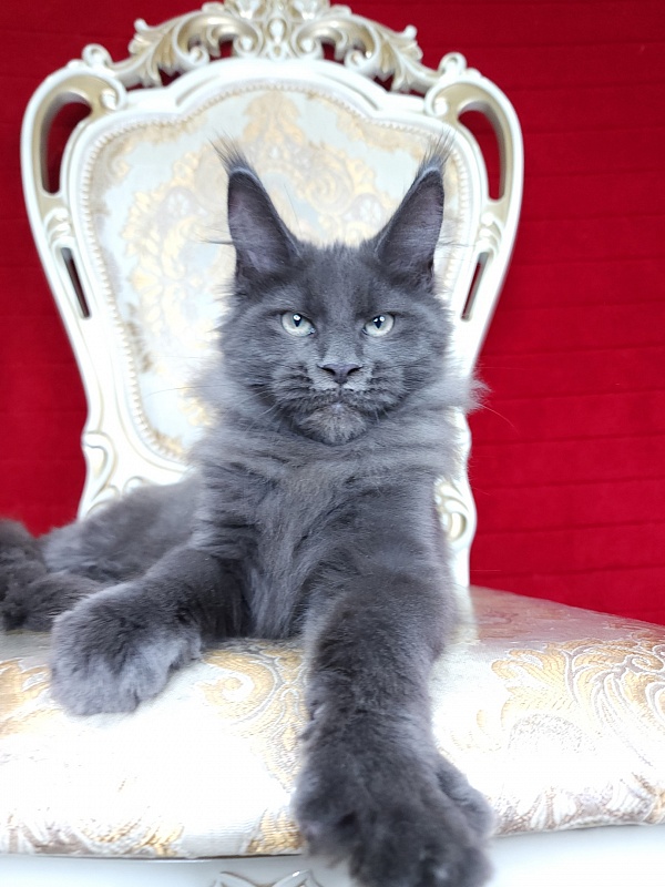 Gatos Akbars - Kitten maine-coon 3 months 2 weeks