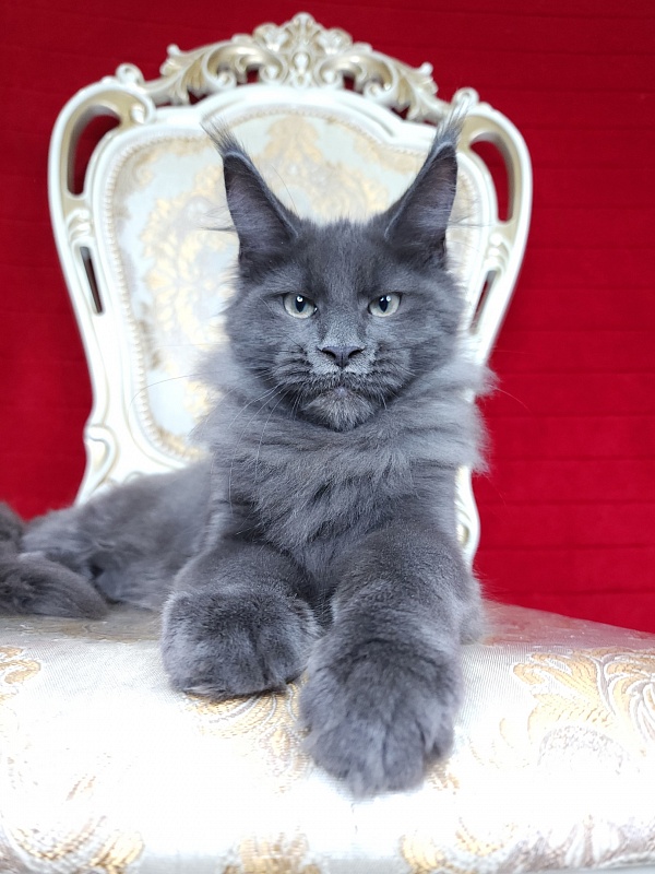 Gatos Akbars - Kitten maine-coon 3 months 2 weeks