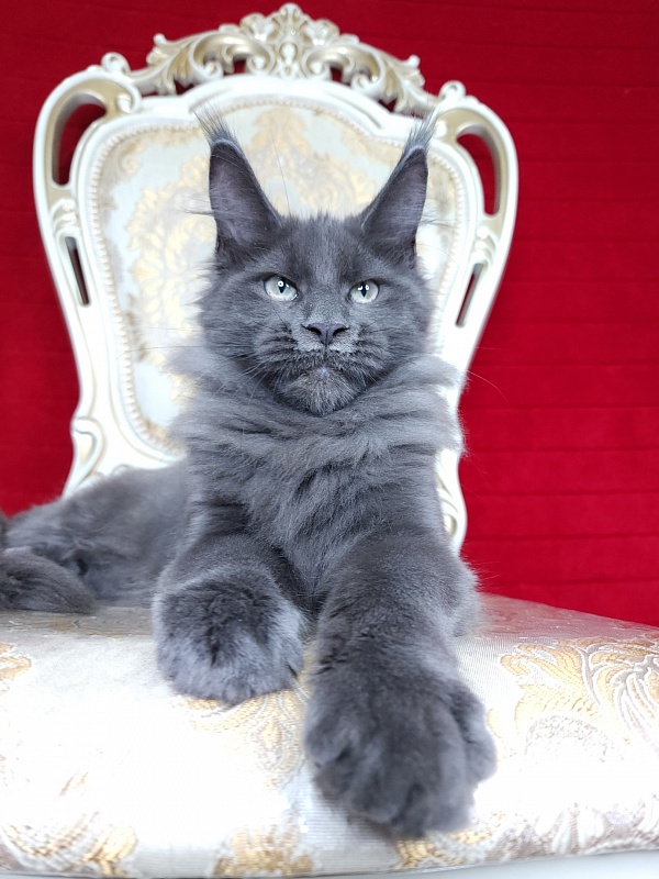 Gatos Akbars - Kitten maine-coon 3 months 2 weeks