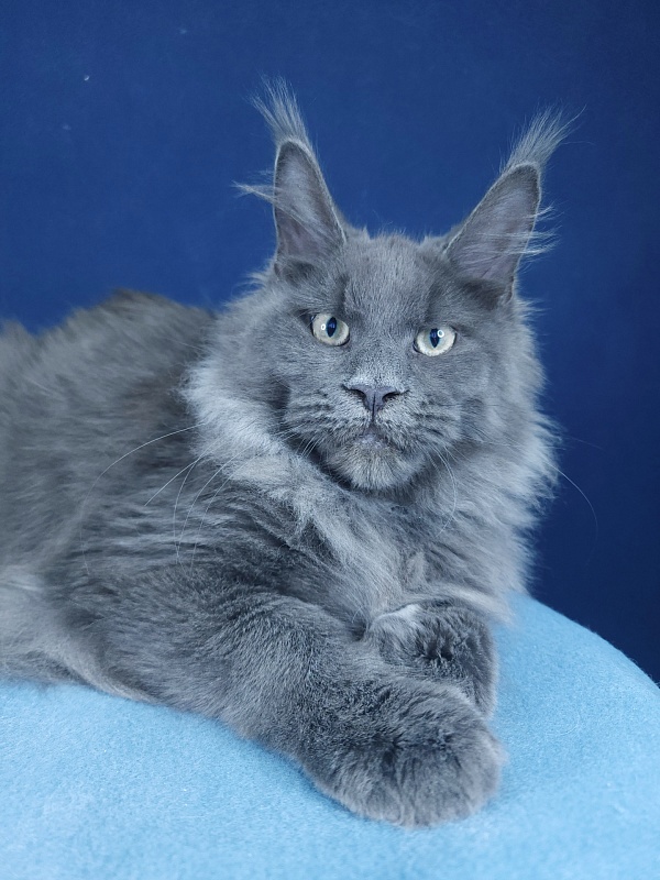 Gatos Akbars - Kitten maine-coon 4 months 1.5 week