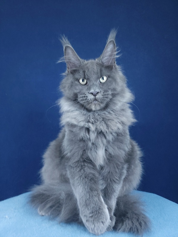 Gatos Akbars - Kitten maine-coon 4 months 1.5 week