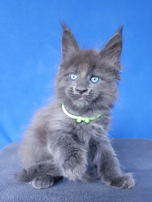 Gatos Akbars - Kitten maine-coon 1 month