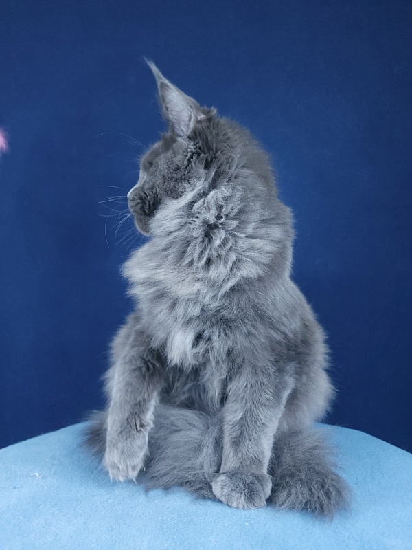 Gatos Akbars - Kitten maine-coon 4 months 1.5 week