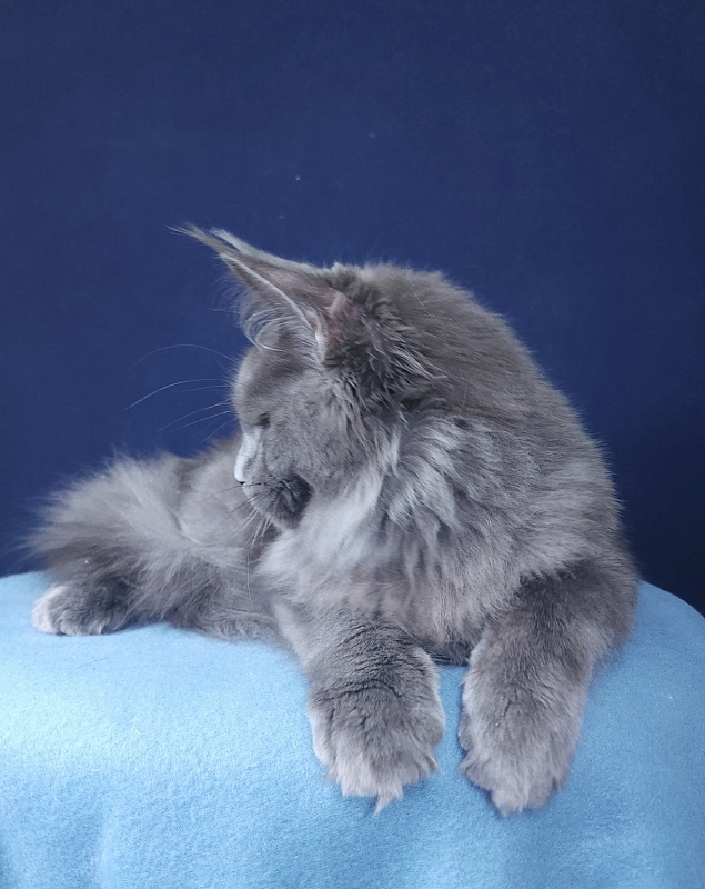 Gatos Akbars - Kitten maine-coon 4 months 1.5 week