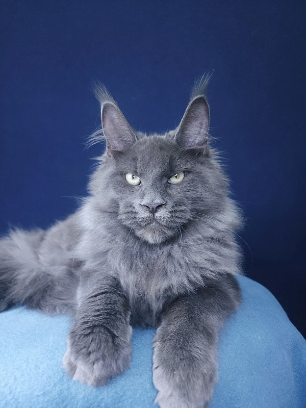 Gatos Akbars - Kitten maine-coon 4 months 1.5 week