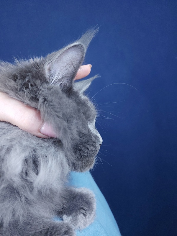 Gatos Akbars - Kitten maine-coon 4 months 1.5 week