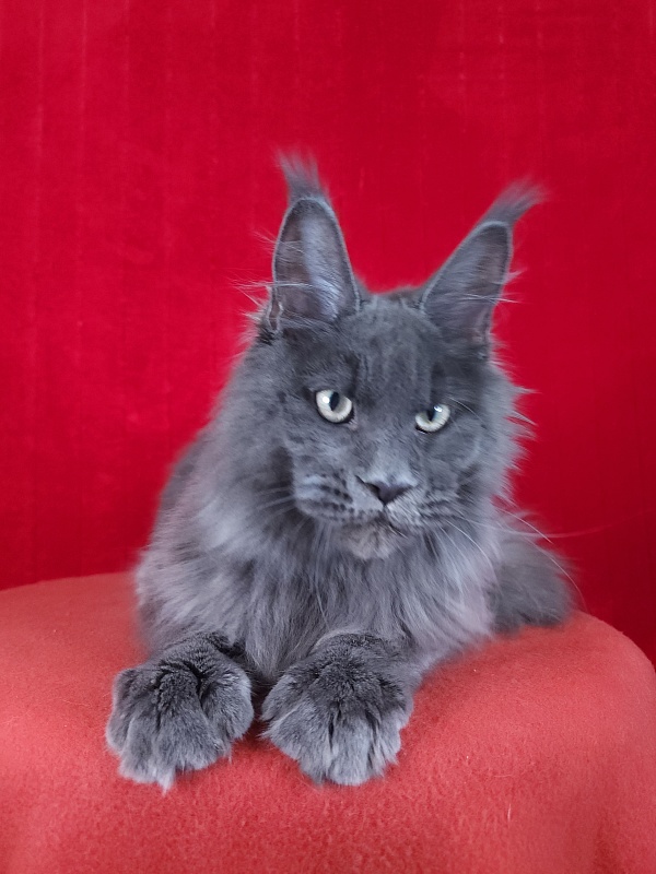 Gatos Akbars - Kitten maine-coon 5 months 1.5 week