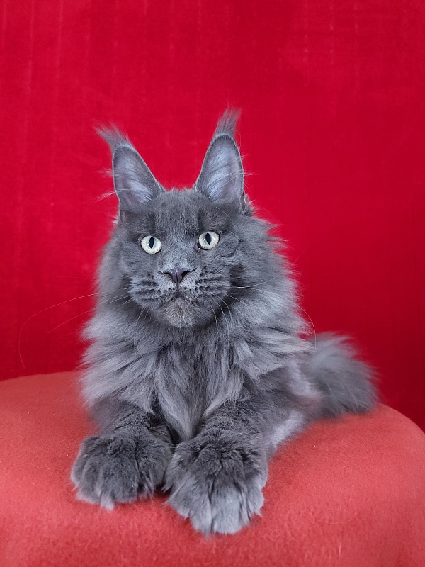 Gatos Akbars - Kitten maine-coon 5 months 1.5 week
