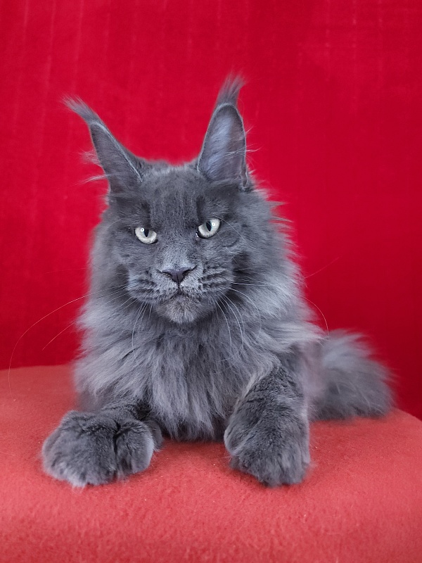 Gatos Akbars - Kitten maine-coon 5 months 1.5 week