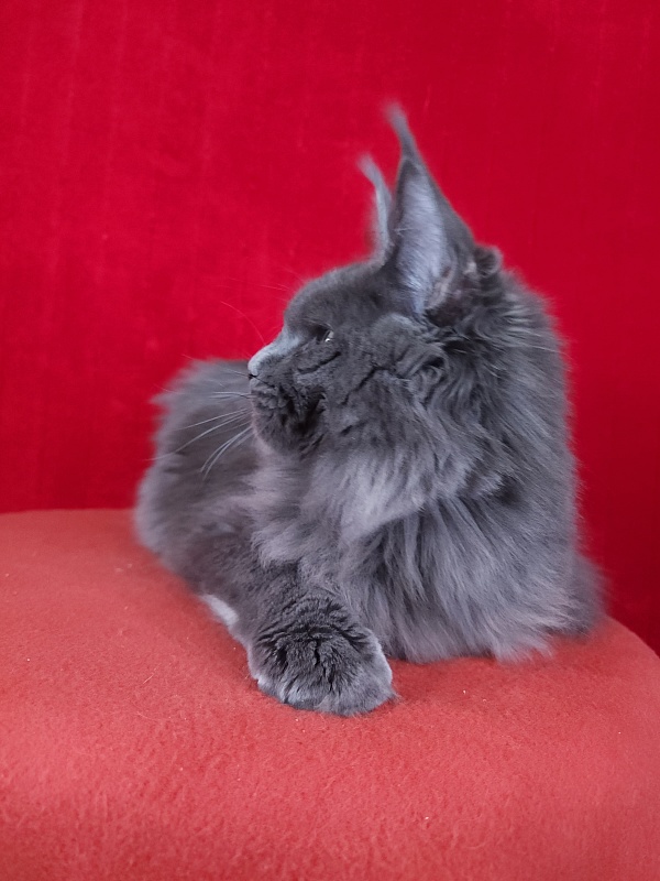 Gatos Akbars - Kitten maine-coon 5 months 1.5 week