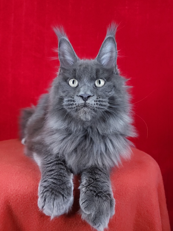 Gatos Akbars - Kitten maine-coon 5 months 1.5 week