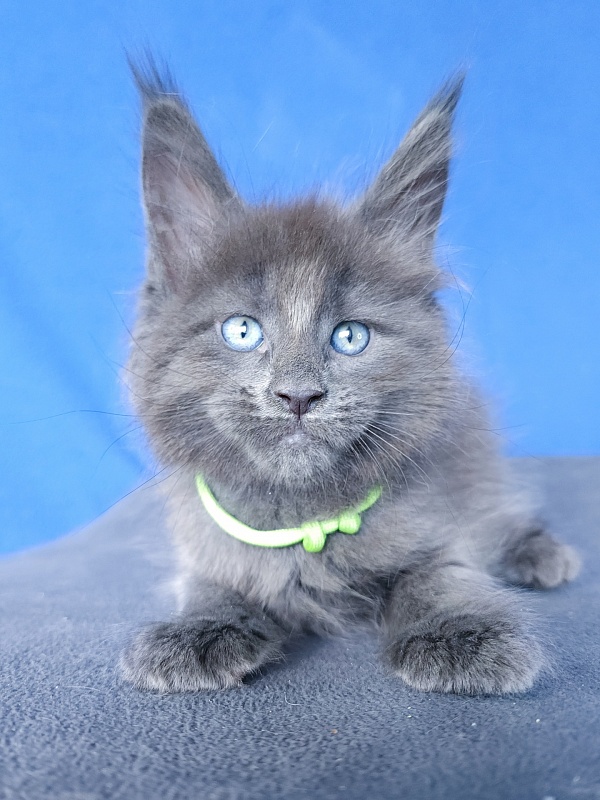 Gatos Akbars - Kitten maine-coon 1 month