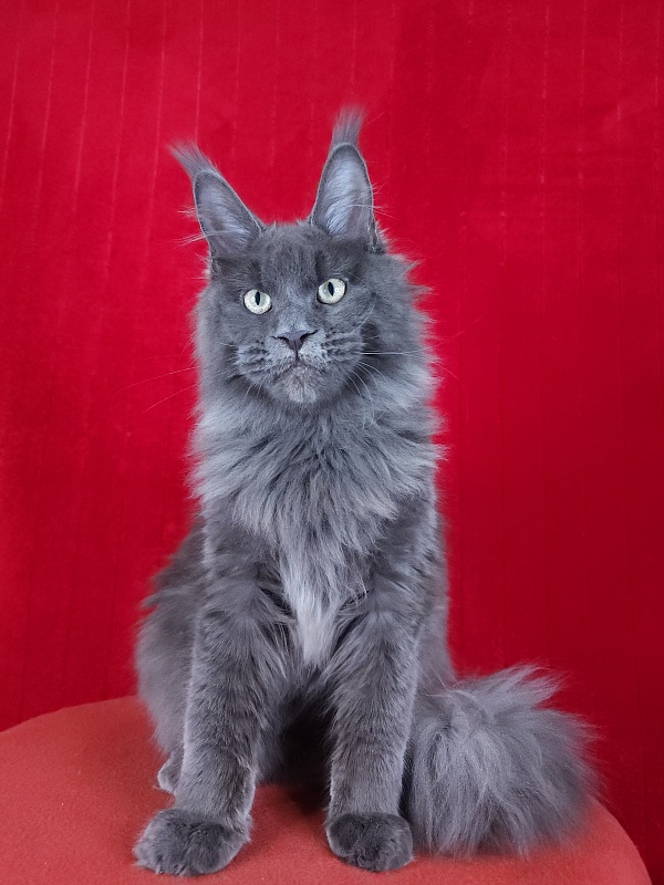 Gatos Akbars - Kitten maine-coon 5 months 1.5 week