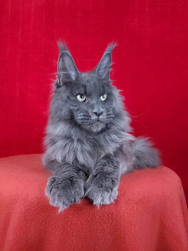 Gatos Akbars - Kitten maine-coon 5 months 1.5 week