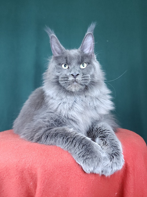 Gatos Akbars - Kitten maine-coon 5 months 4 weeks