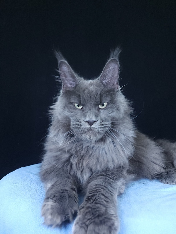 Gatos Akbars - Kitten maine-coon 6 months 3.5 weeks