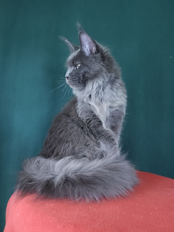 Gatos Akbars - Kitten maine-coon 5 months 4 weeks
