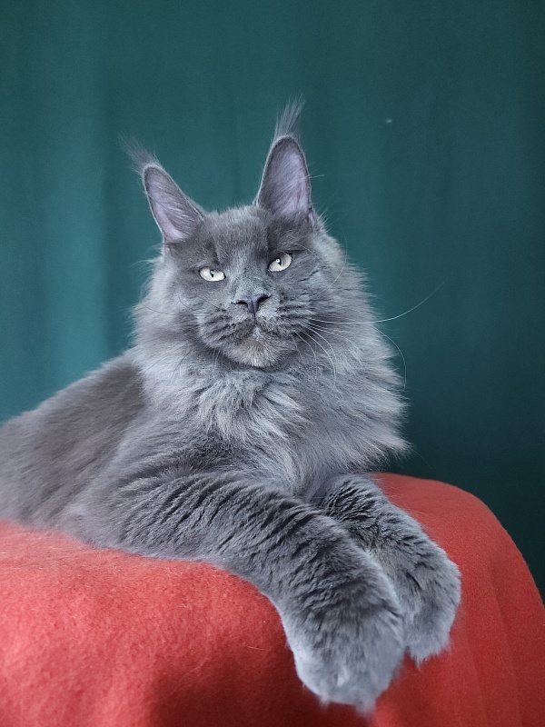 Gatos Akbars - Kitten maine-coon 5 months 4 weeks