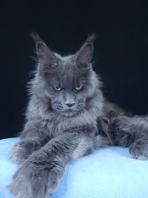 Gatos Akbars - Kitten maine-coon 6 months 3.5 weeks