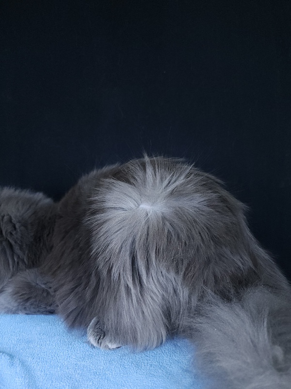 Gatos Akbars - Kitten maine-coon 6 months 3.5 weeks