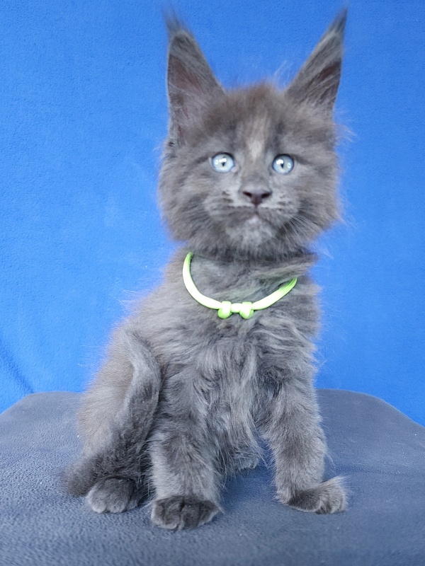 Gatos Akbars - Kitten maine-coon 1 month