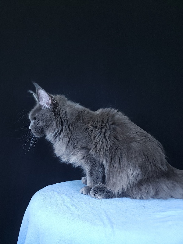 Gatos Akbars - Kitten maine-coon 6 months 3.5 weeks