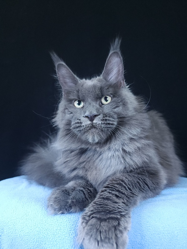 Gatos Akbars - Kitten maine-coon 6 months 3.5 weeks