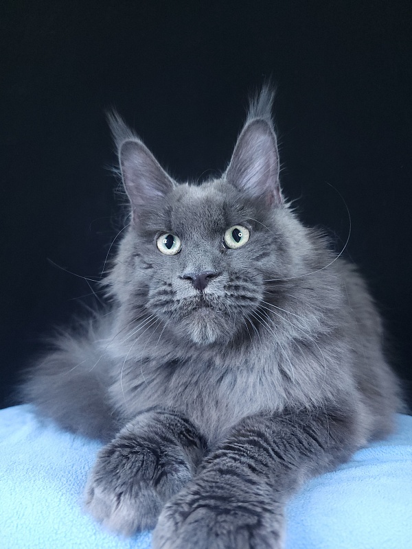 Gatos Akbars - Kitten maine-coon 6 months 3.5 weeks