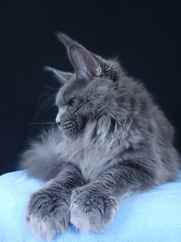 Gatos Akbars - Kitten maine-coon 6 months 3.5 weeks