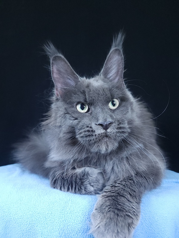 Gatos Akbars - Kitten maine-coon 6 months 3.5 weeks