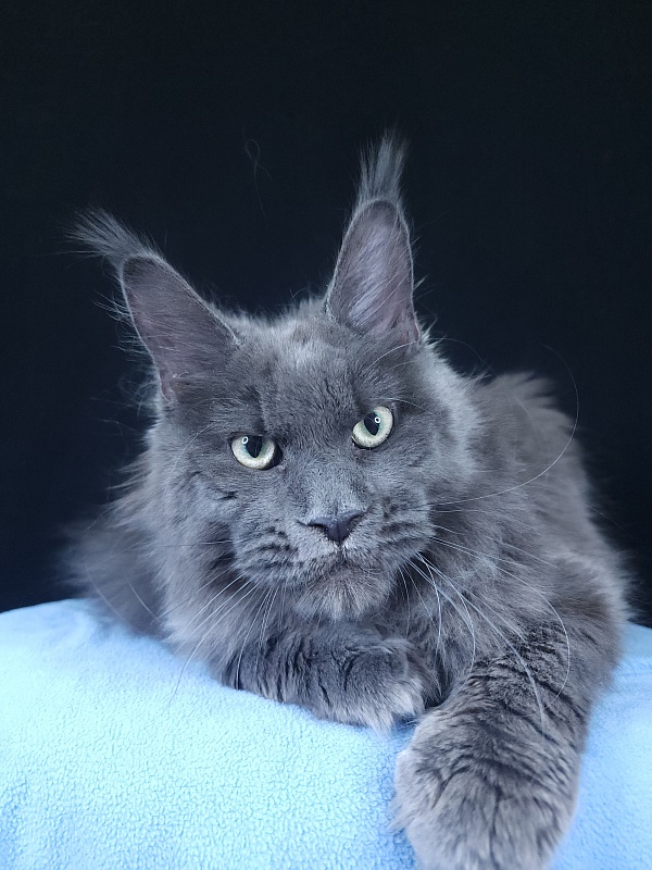 Gatos Akbars - Kitten maine-coon 6 months 3.5 weeks