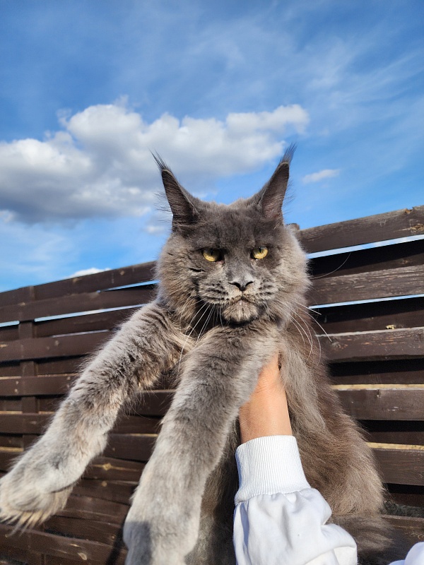 Gatos Akbars - Junior maine-coon 8 months 1 week