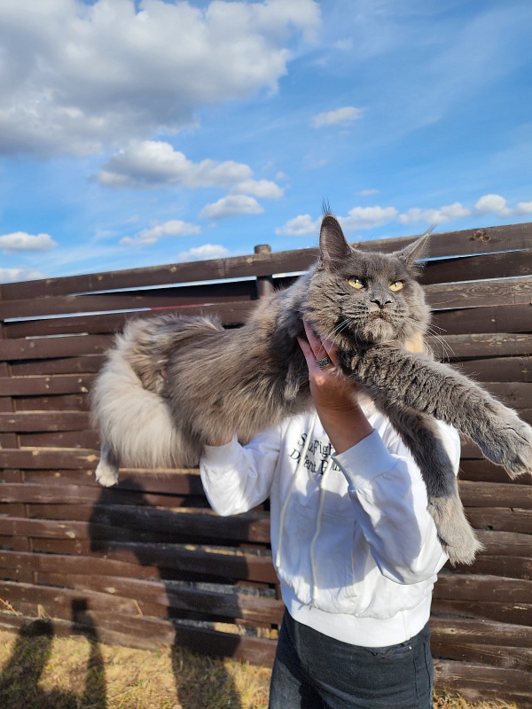 Gatos Akbars - Junior maine-coon 8 months 1 week