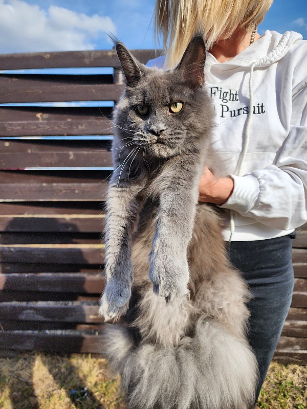 Gatos Akbars - Junior maine-coon 8 months 1 week