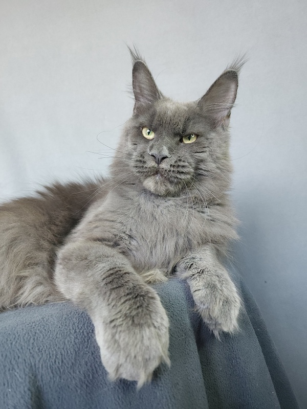 Gatos Akbars - Junior maine-coon 8 months
