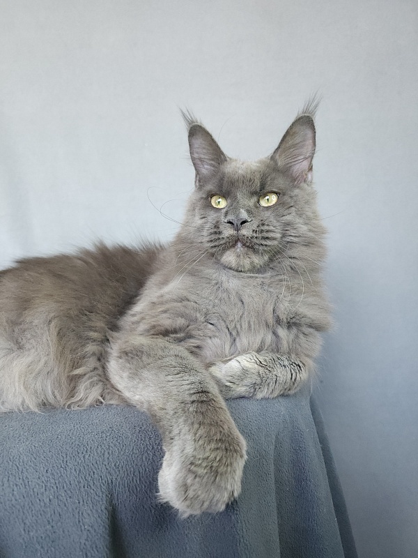 Gatos Akbars - Junior maine-coon 8 months