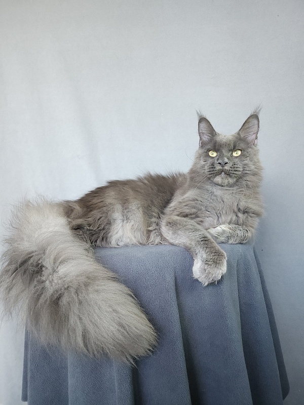 Gatos Akbars - Junior maine-coon 8 months