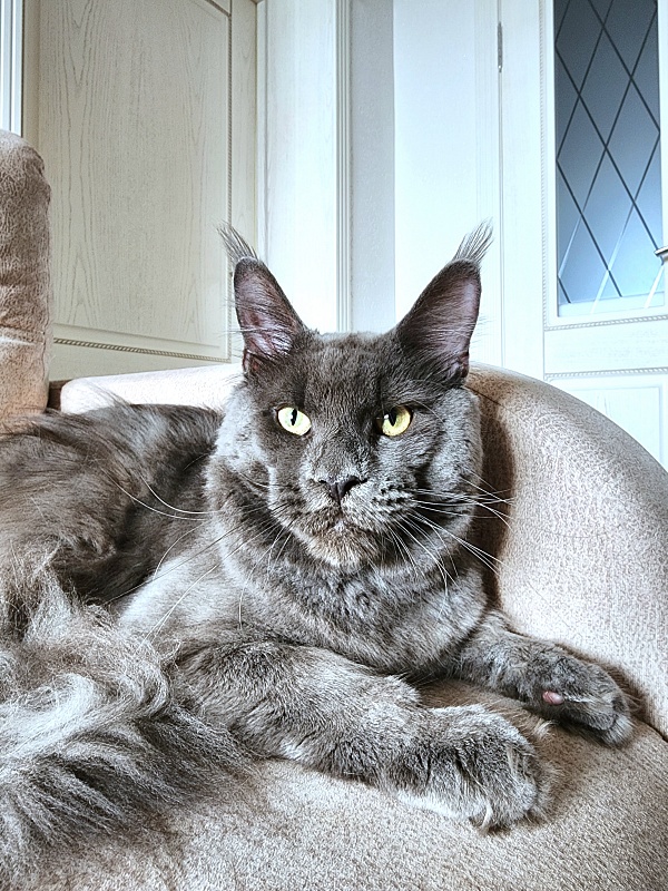 Gatos Akbars - Adult maine-coon 11 months 0.5 weeks