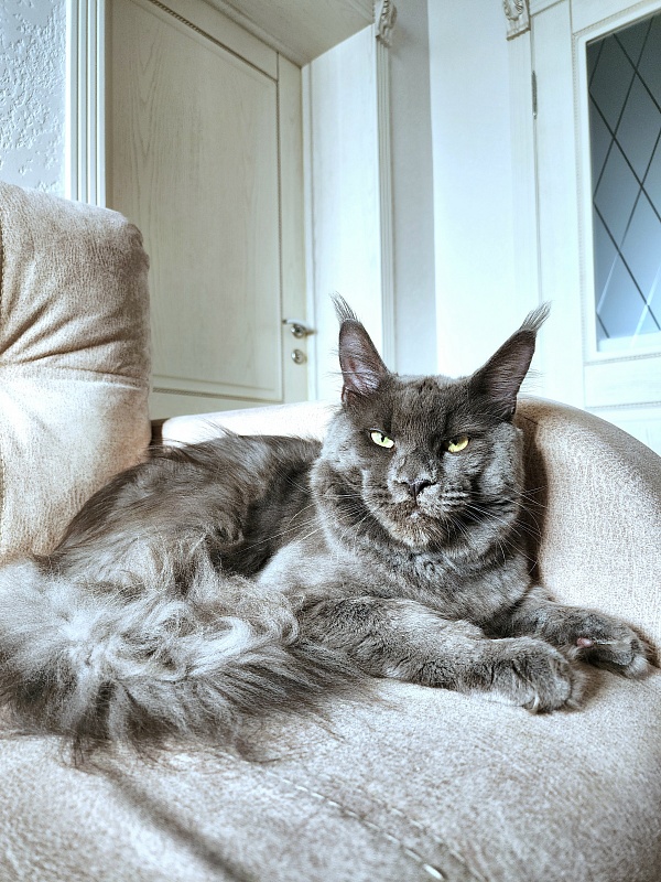 Gatos Akbars - Adult maine-coon 11 months 0.5 weeks