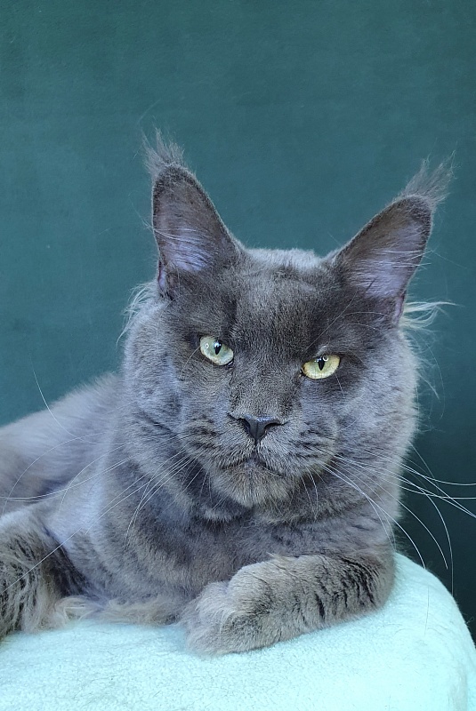 Gatos Akbars - Adult maine-coon 1 year 1 month 2 weeks