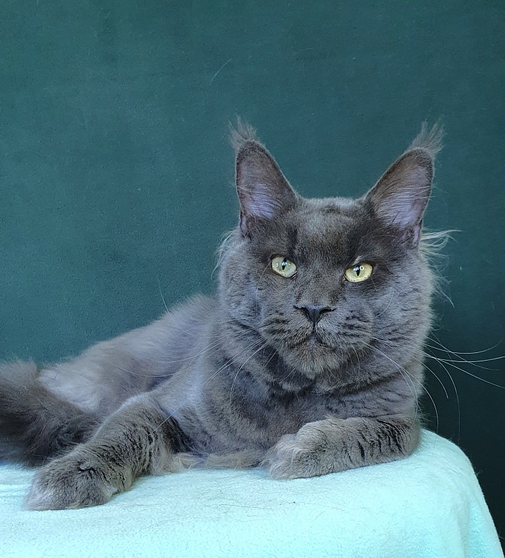 Gatos Akbars - Adult maine-coon 1 year 1 month 2 weeks