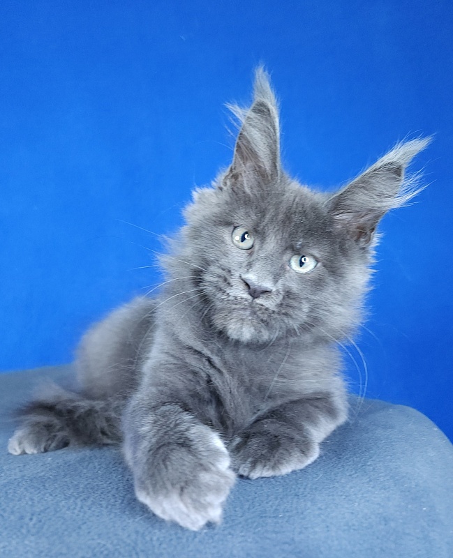 Gatos Akbars - Kitten maine-coon 2 months 3 weeks