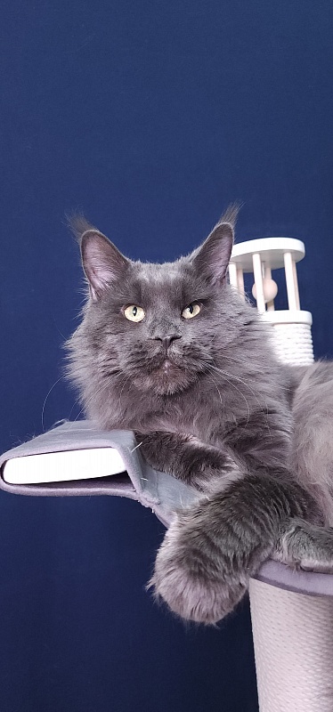 Gatos Akbars - Adult maine-coon 1 year 3 months 1 week