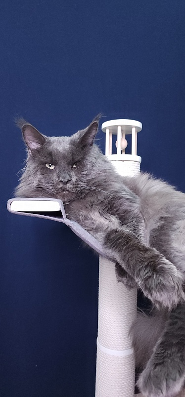 Gatos Akbars - Adult maine-coon 1 year 3 months 1 week