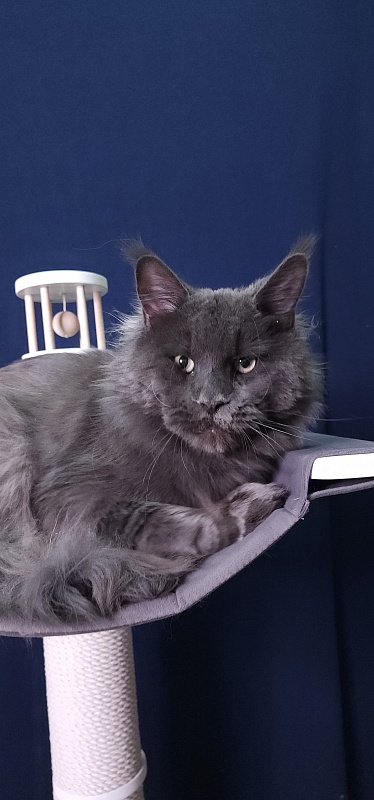 Gatos Akbars - Adult maine-coon 1 year 3 months 1 week