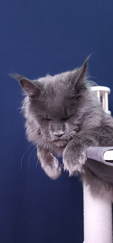 Gatos Akbars - Adult maine-coon 1 year 3 months 1 week